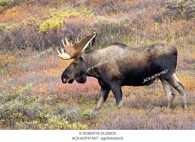 Moose Alces alces gigas, bull shedding velvet, in fall colour, Denali National Park, Alaska, United States of America