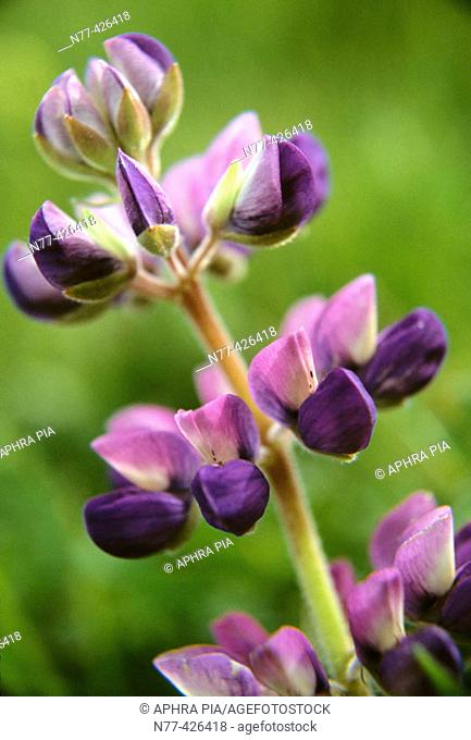 Arroyo Lupine (Lupinus succulentus). Spikes are mostly purple, but some also run from blue, to pinks and whites. All regions of North America