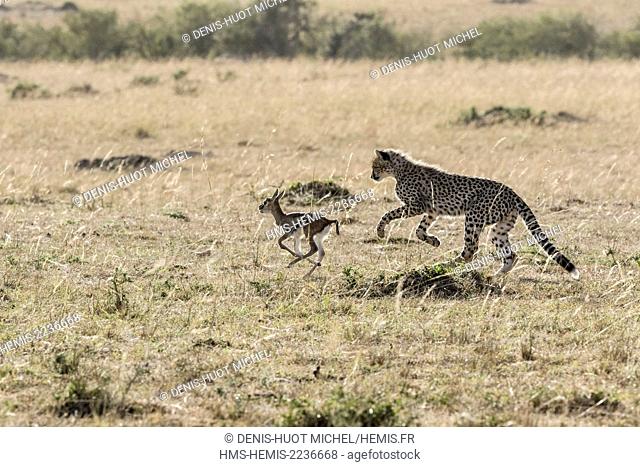Kenya, Masai Mara game reserve, cheetah (Acinonyx jubatus), cubs 8 months old learning to hunt a newborn Thomson's gazelles