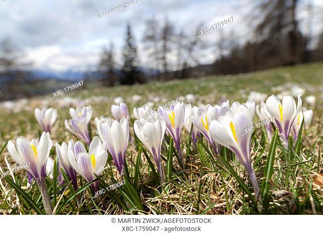 Spring Crocus Crocus vernus in the south tyrolian alps are the harbinger of spring in the mountains Meadow with blooming crocus near Moelten Europe
