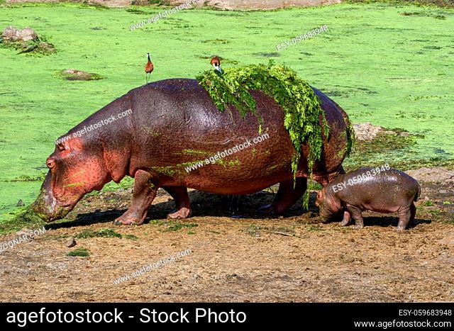 An hippo and her baby in the Kruger National Park South Africa-2.jpg