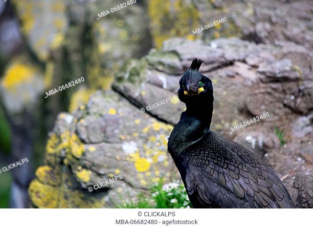 Europe, United Kingdom, Scotland. Cormorant