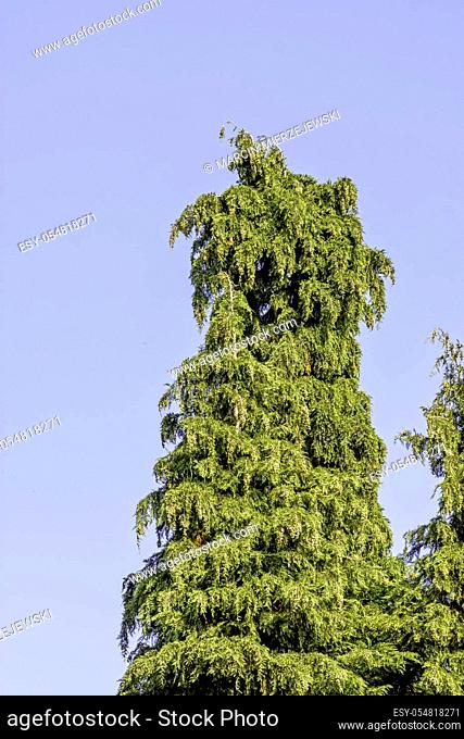 Thuja green giant arborvitae known as thuja occidentalis, northern or eastern white cedar, whitecedar, swamp or false white cedar, American arborvitae