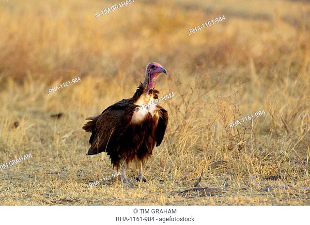 Hooded Vulture, Grumet, Tanzania, East Africa