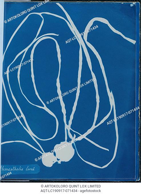 Anna Atkins, English, 1797-1871, Himanthalia lorea, 1843 or 1844, cyanotype, Page: 10 3/8 × 8 1/8 inches (26.4 × 20.6 cm)