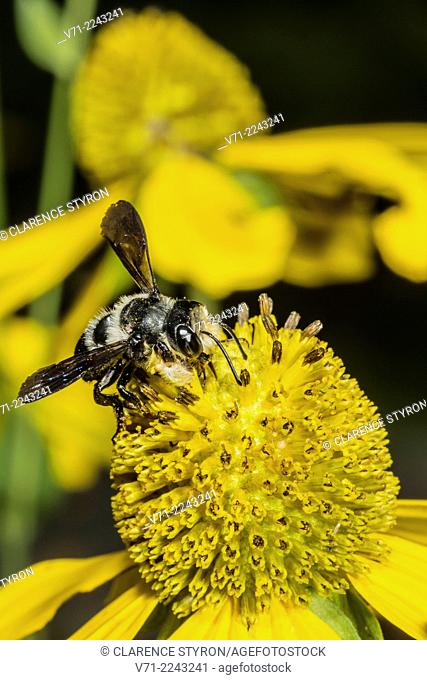 Mason Bee (Osmia sp.) Feeding on Cutleaf Dais;( Engelmannia peristenia) Flower