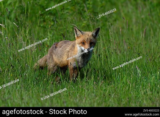 Fox cub-Vulpes vulpes