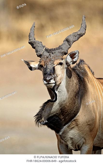 Giant Eland Taurotragus derbianus adult male, with mud on horns, shaking dewlap, Fatalah Reserve, Senegal, january