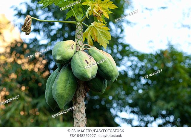 Carica papaya tree growing in the north of Thailand