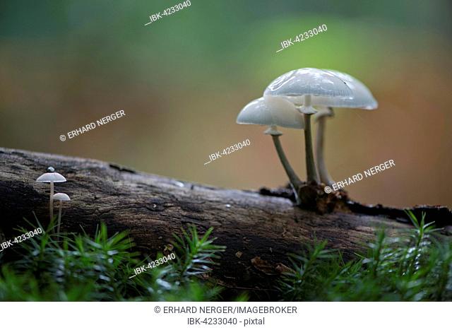 Porcelain fungus (Oudemansiella mucida), on deadwood, Emsland, Lower Saxony, Germany