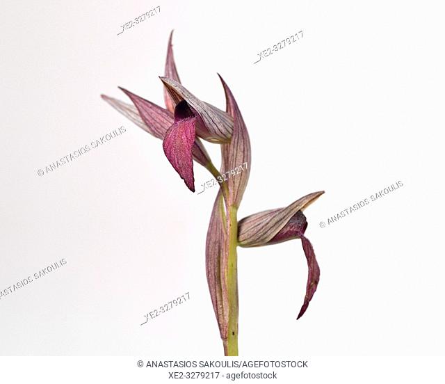 Serapias sp. orchid, Crete