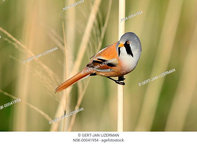Bearded Tit (Panurus biarmicus) male perched on a reed stem, The Netherlands, Flevoland, Dronten, Vossemeer