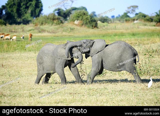 Two African elephant juveniles sparring (Loxodonta africana), Duba Plains, Okavango Delta, Botswana, Africa