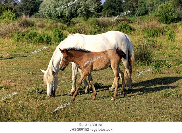 Camargue Horse, Equus caballus, Saintes Marie de la Mer, France, Europe, Camargue, Bouches du Rhone, mother with young
