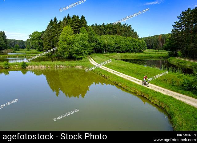 Fish ponds, carp ponds at Egelsbach near Tragelhöchstädt, Uehlfelder Karpfenrundweg, Uehlfeld, Aischgrund, Middle Franconia, Franconia, Germany, Europe