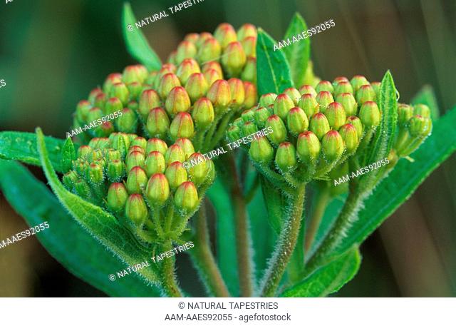 Butterfly Weed buds (Asclepias tuberosa) Western Pennsylvania