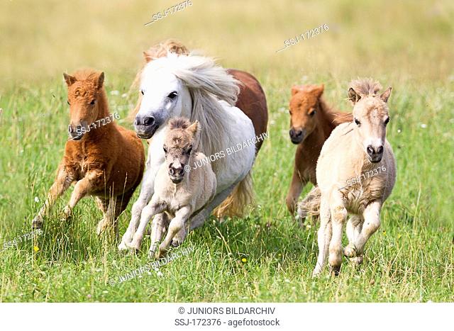 Miniature Shetland Pony. Group of mares and foals in a gallop on a meadow