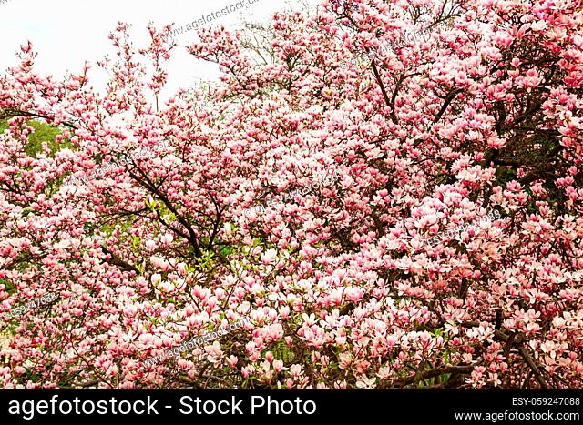 small magnolia tree with pink flowers. large number of magnolia flowers. blurry. Cheerful nice background. big Dude during flowering