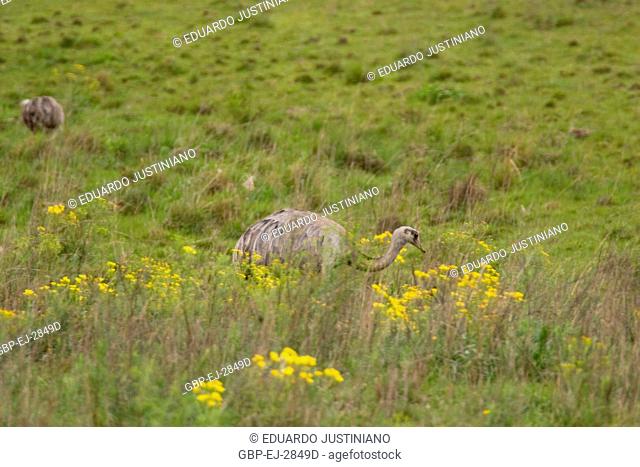 Emu (American Rhea) Grazing on in Vegetation of the Pampas, Alegrete, Rio Grande do Sul, Brazil