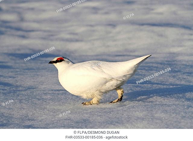 Rock Ptarmigan Lagopus mutus adult male, white winter plumage, walking on snow, Barrow, Alaska, U S A , june