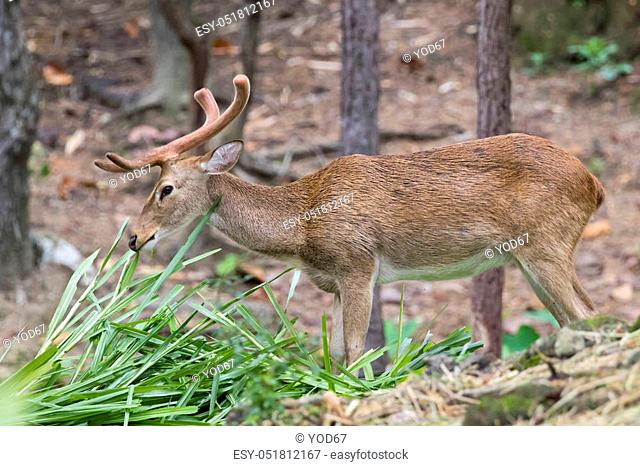 Image of a sambar deer munching grass in the forest
