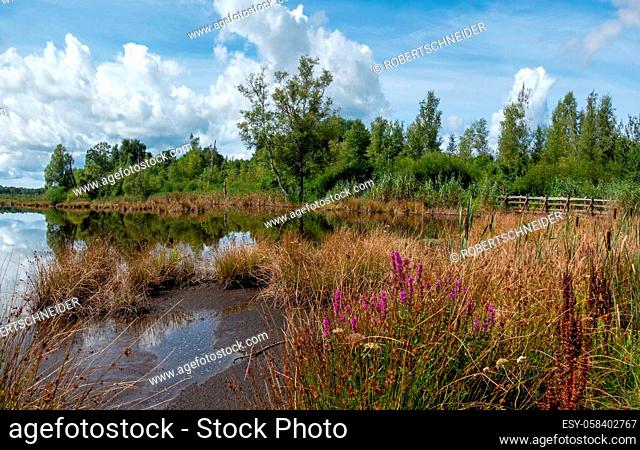 Moor Schwenninger Moos near Villingen-Schwenningen, Germany - landscape on the shore of the lake in summer with purple flowers