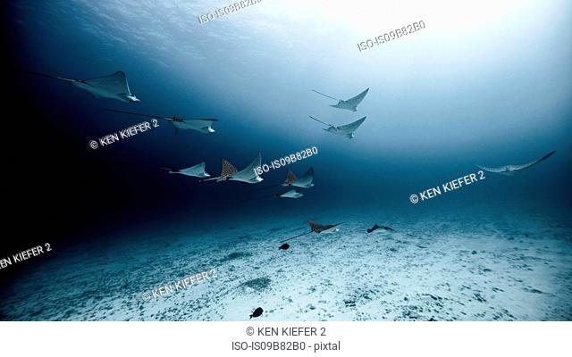 Underwater view of spotted eagle rays swimming near seabed, Cancun, Quintana Roo, Mexico