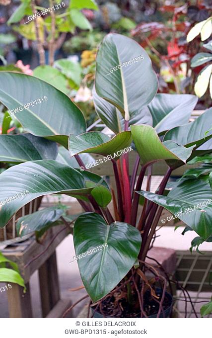 PHILODENDRON RED CONGO