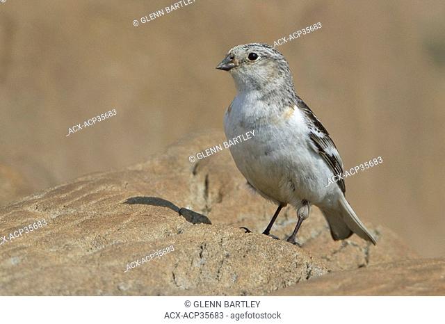 Snow Bunting Plectrophenax nivalis perched on the ground in Churchill, Manitoba, Canada