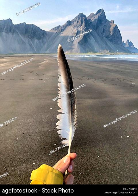 Hand holding feather of a seagull, black sand beach, headland Stokksnes, mountain range Klifatindur, Austurland, East Iceland, Iceland, Europe