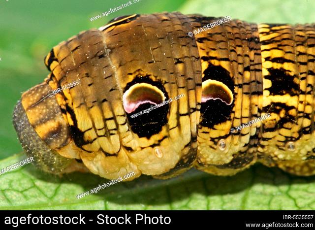 Elephant hawk-moth (Deilephila elpenor), caterpillar