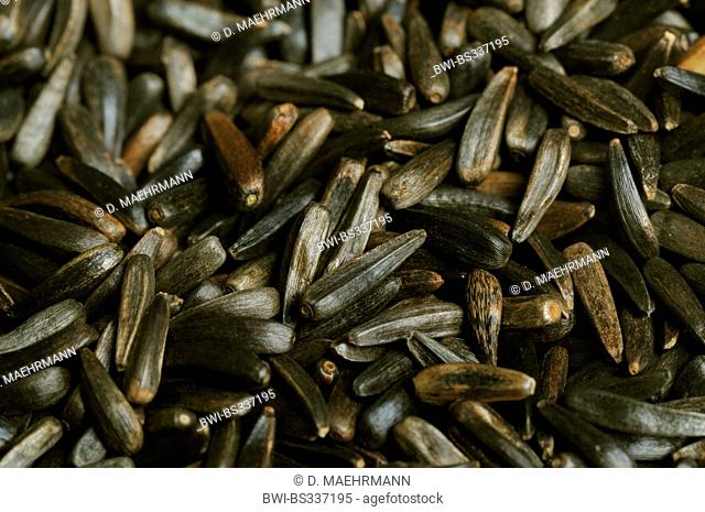 Niger, Ramtilla, noog, nug, nyger, nyjer, Niger seed; ramtil, ramtilla, inga seed, blackseed (Guizotia abyssinica, Guizotia oleifera, Guizotia scabra )