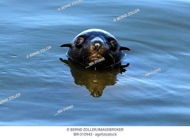 Cape Fur Seal in the water