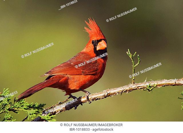 Northern Cardinal (Cardinalis cardinalis), male on Mountain Cedar (Juniperus ashei), Uvalde County, Hill Country, Central Texas, USA