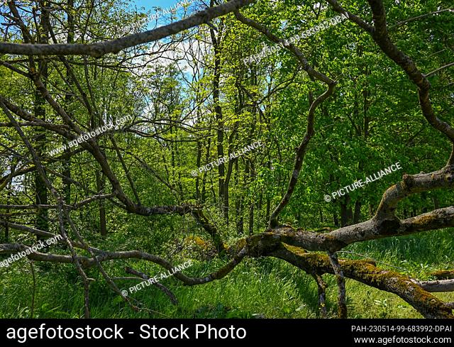 13 May 2023, Brandenburg, Sieversdorf: A rustic forest in springtime in East Brandenburg in the Oder-Spree district. Photo: Patrick Pleul/dpa