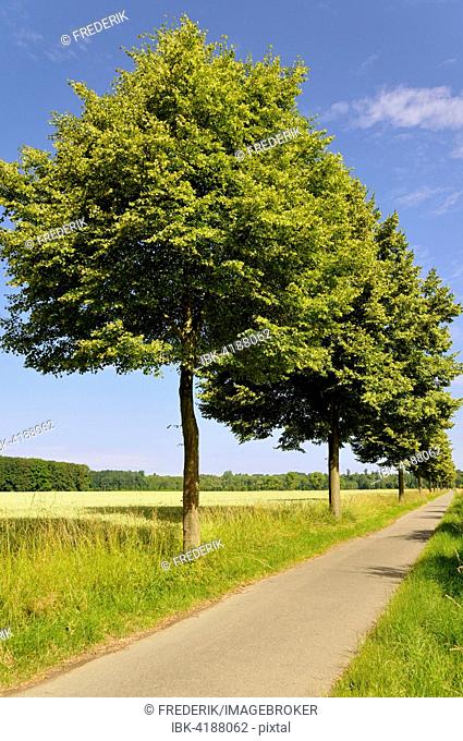 Lime trees (Tilia sp.) next to bike path, North Rhine-Westphalia, Germany