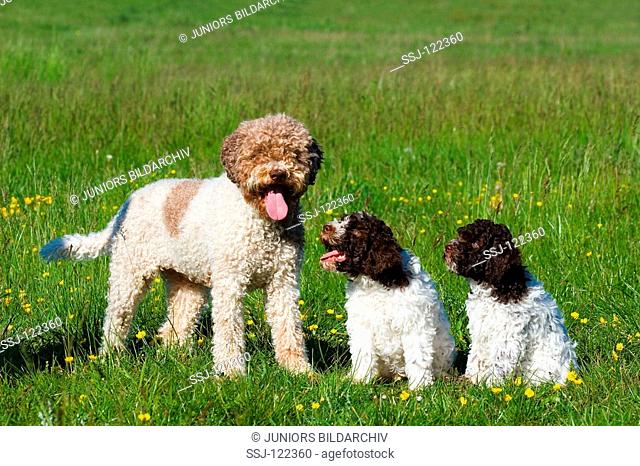 Lagotto Romagnolo with two puppies on meadow