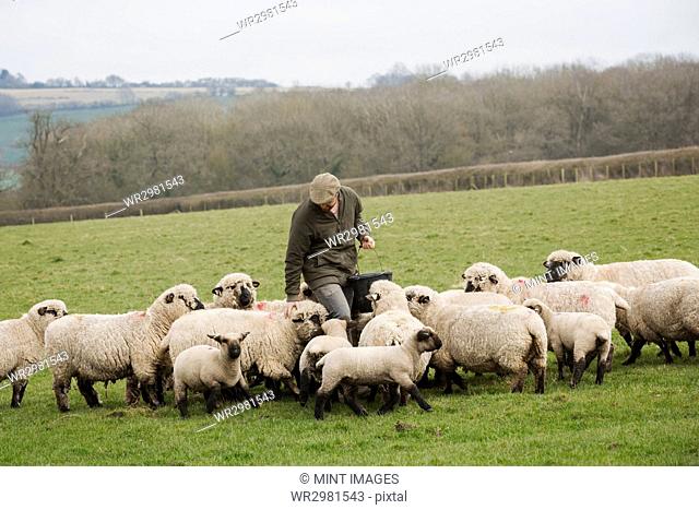 A farmer in a field feeding a flock of sheep