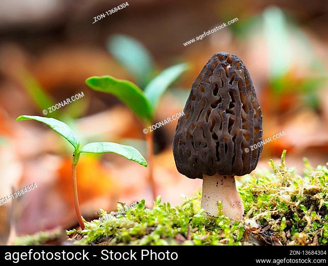 Morchella elata is a species of fungus in the family Morchellaceae. It is one of many related species commonly known as black morels. M