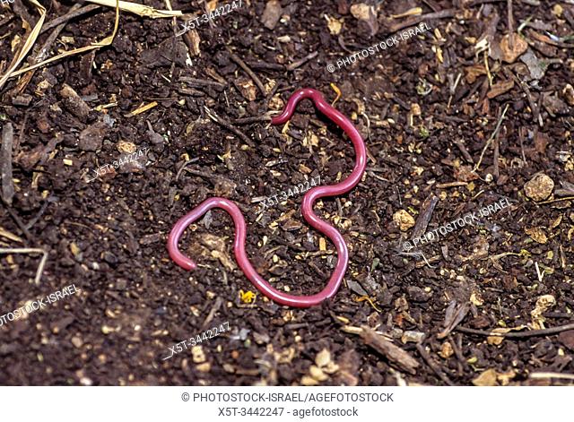 Letheobia simonii is a blind snake species endemic to the Middle East. Photographed in Israel