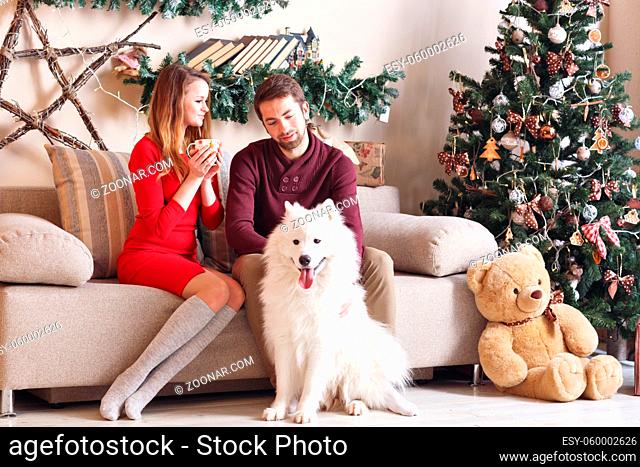 couple in love on a gray sofa next to a Christmas tree and presents, playing with puppies Husky and Eskimo dog