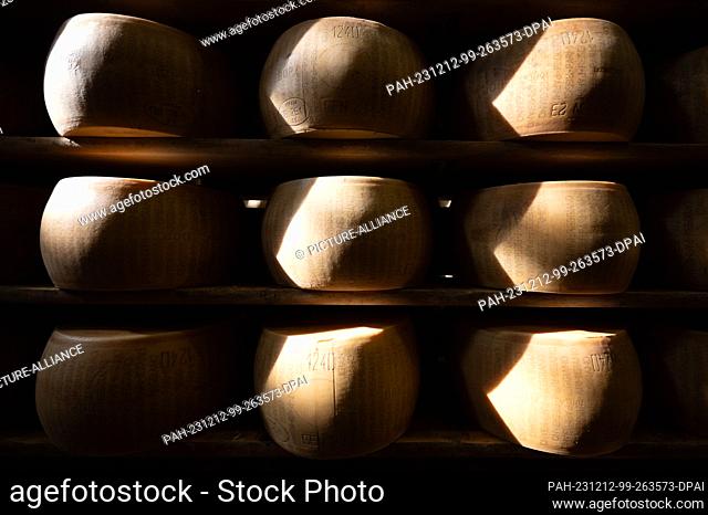 13 October 2023, Italy, Modena: Parmesan cheese wheels lie side by side on wooden boards in the ripening store at the 4 Madonne Caseificio dell'Emilia cheese...