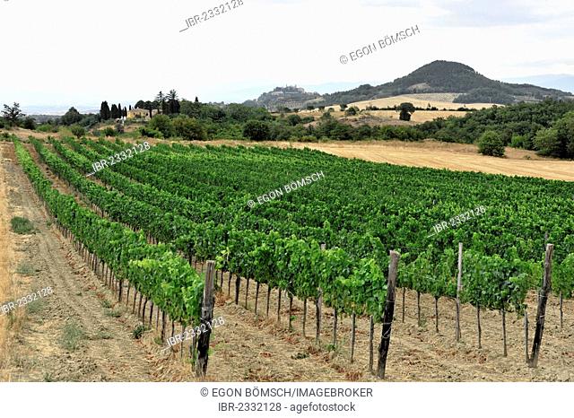 Vineyards, landscape in the Val d'Orcia valley, near Montepulciano, Tuscany, Italy, Europe