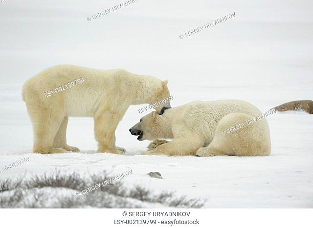 Entertainments of polar bears
