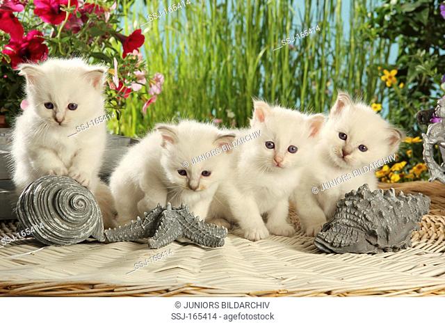 Sacred cat of Burma - four kittens