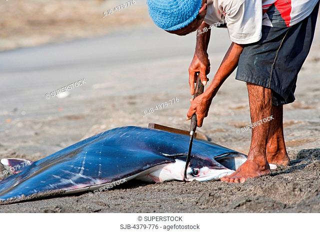 A man butchering a dead devilray Mobula japanica, dragged onto beach in Lamalera, Lembata Island, Eastern Indonesia