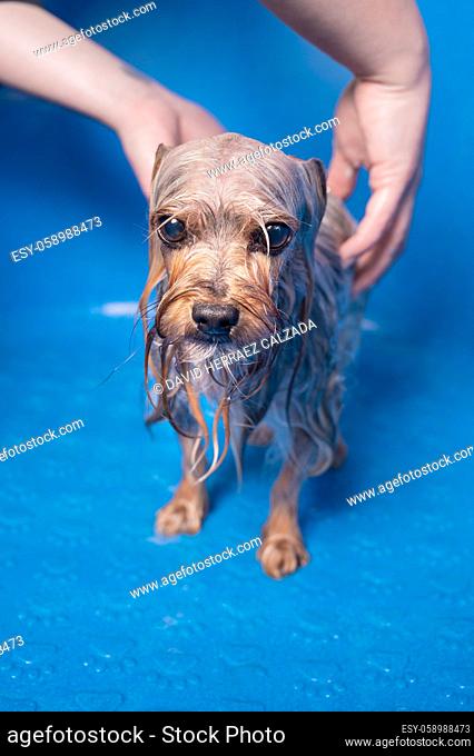 Professional pet groomer washing Yorkshire terrier with shampoo in pet grooming salon. High quality photo