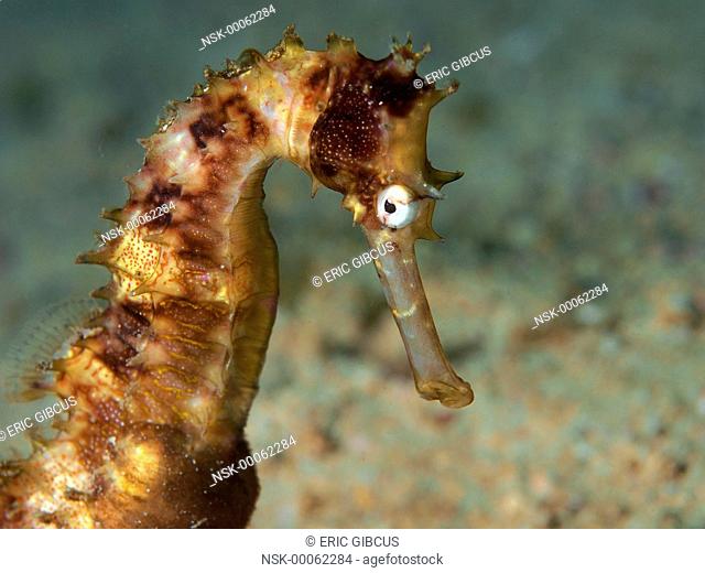 This Thorny Seahorse (Hippocampus histrix) was very relaxed so I could shoot a portrait, Philippines, Mindoro, Puerto Galera, Sabang beach