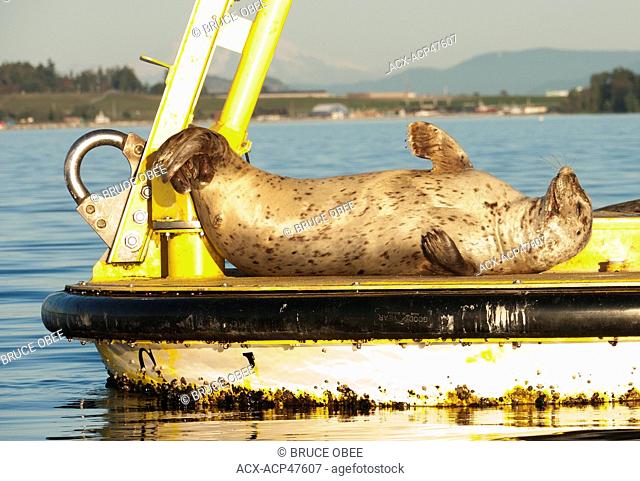 Harbour seals Phoca vitulina richardsi lounge on a buoy in Saanich Inlet on Vancouver Island, British Columbia, Canada