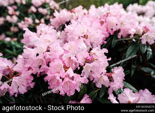 Flowering pink Rhododendron principis is an evergreen shrub growing 2 to 6 m tall with leathery leaves and pink flowers